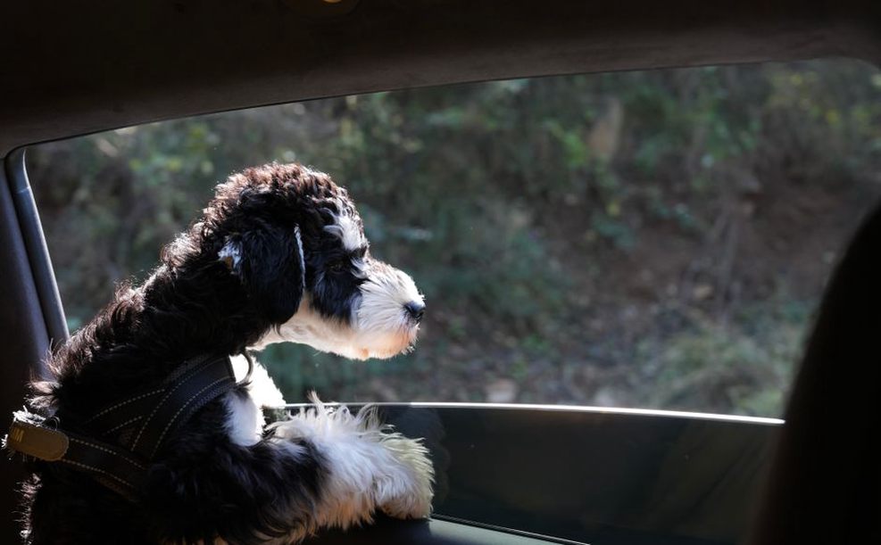Un chien attaché sur la banquette arrière