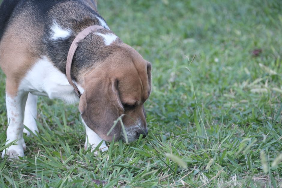 Un chien explore une touffe d’herbe pendant sa promenade