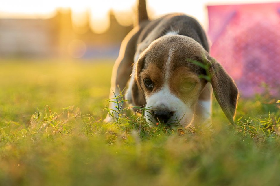 Un chien explore l’herbe pendant sa promenade