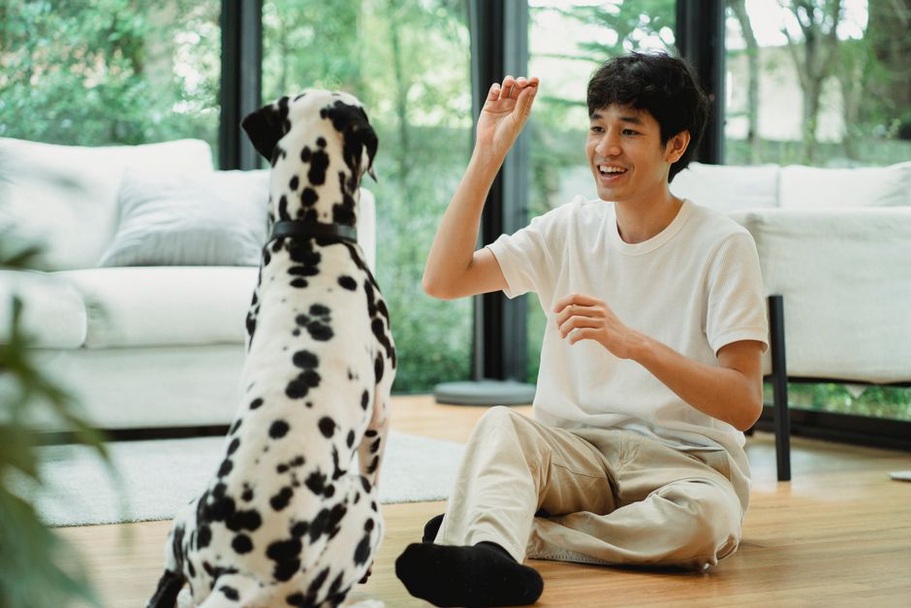 Un chien suit une courte piste dans le salon