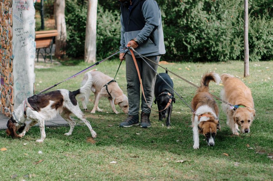 Un chien attend calmement avant sa promenade