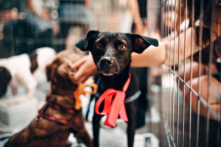 Un échange calme avant la rencontre avec un chien