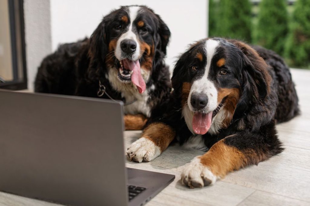 Plusieurs portraits du chien comparés à l’écran