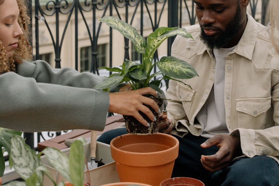 Des herbes fraîchement plantées dans des pots espacés