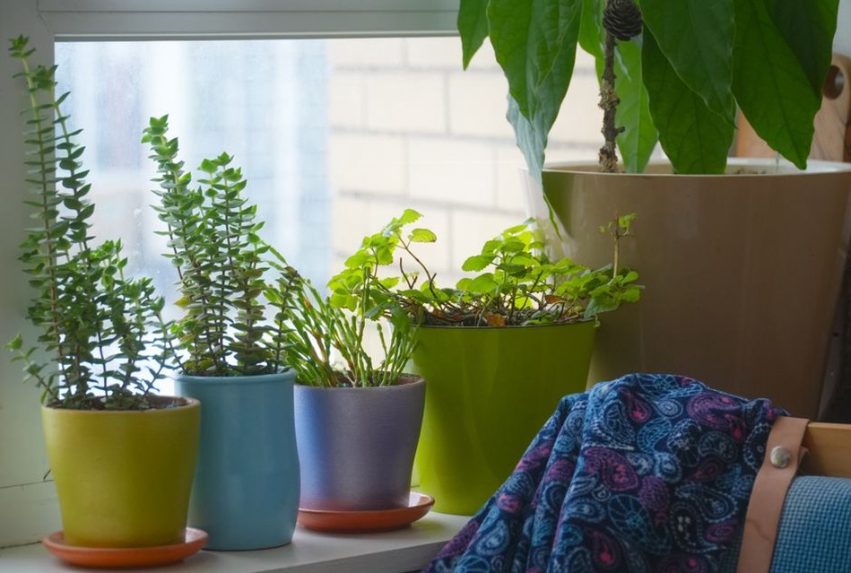 Trois plantes installées près d’une fenêtre lumineuse