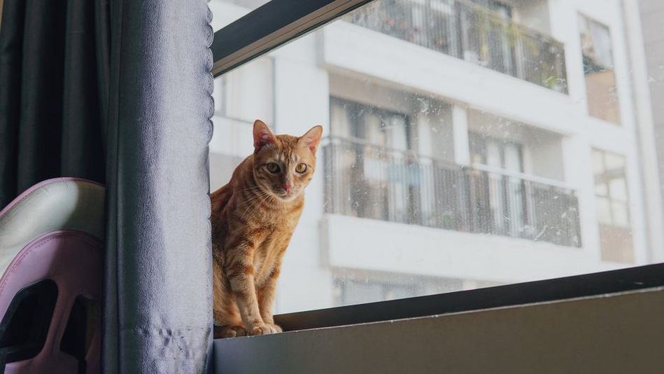 Un chat observe la rue depuis une fenêtre fermée