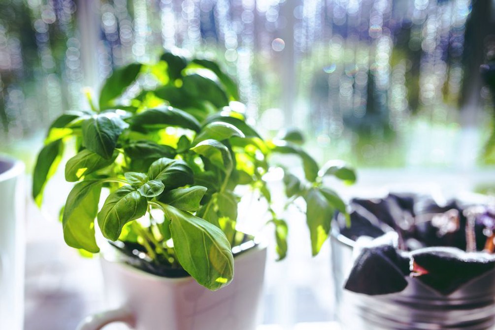 Plusieurs pots d’aromatiques près d’une fenêtre lumineuse