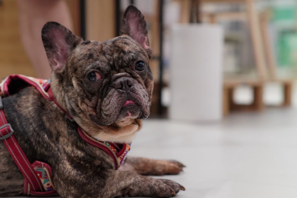 Mesure du tour de poitrail d’un chien avant l’achat