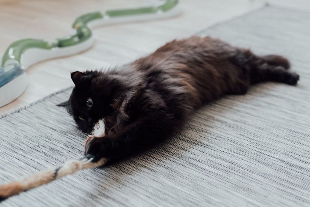 Une personne joue avec son chat à distance des mains