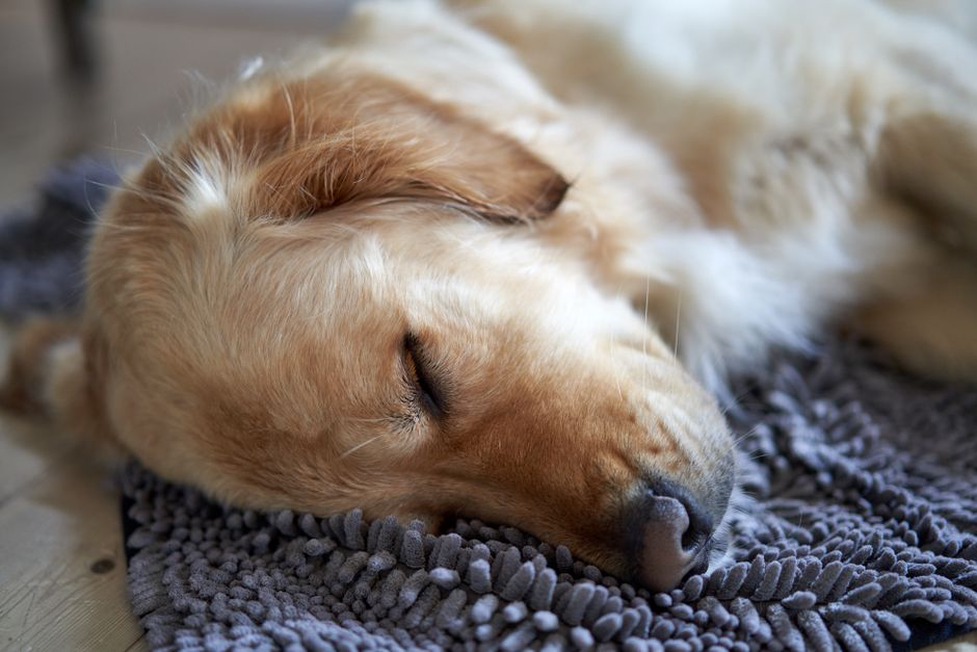 Un coin calme préparé pour accueillir un chien