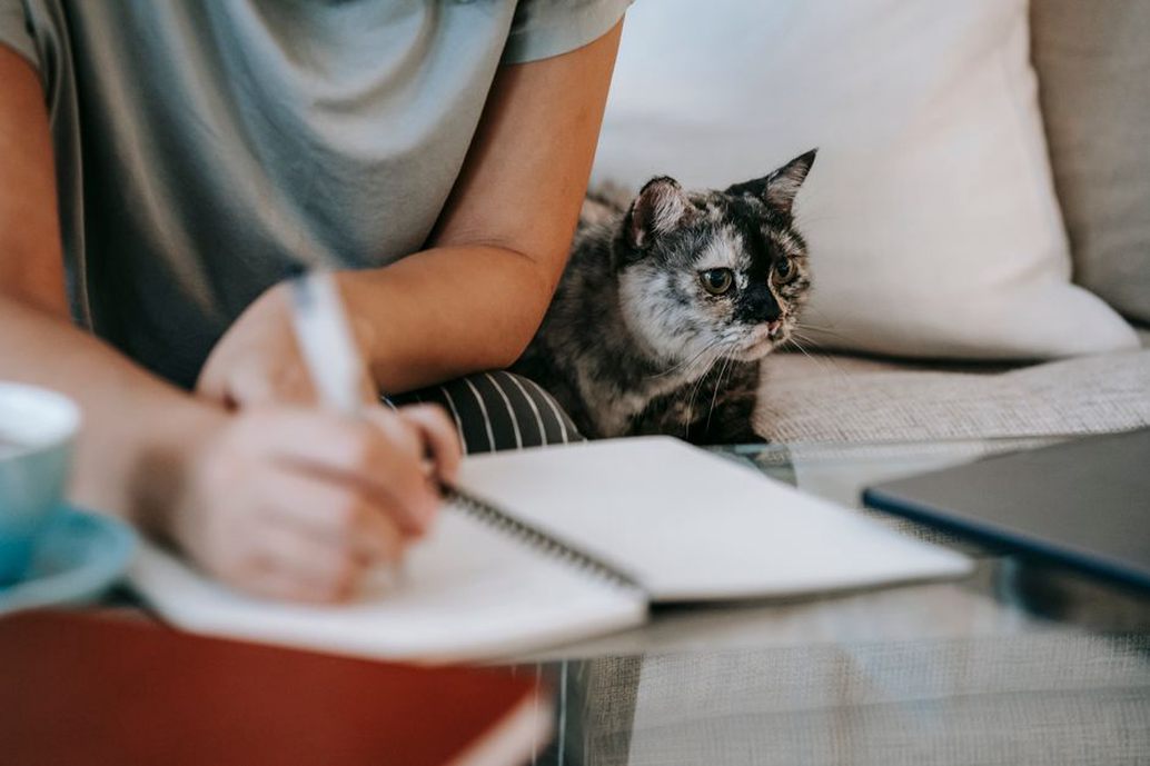 Une visiteuse note les habitudes du chat à domicile