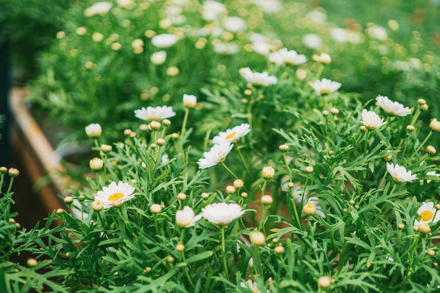 Des fleurs bordent les cultures et attirent les insectes