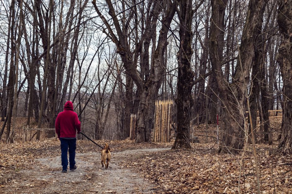 Promenade tranquille sur un sentier avec un chien tenu en laisse