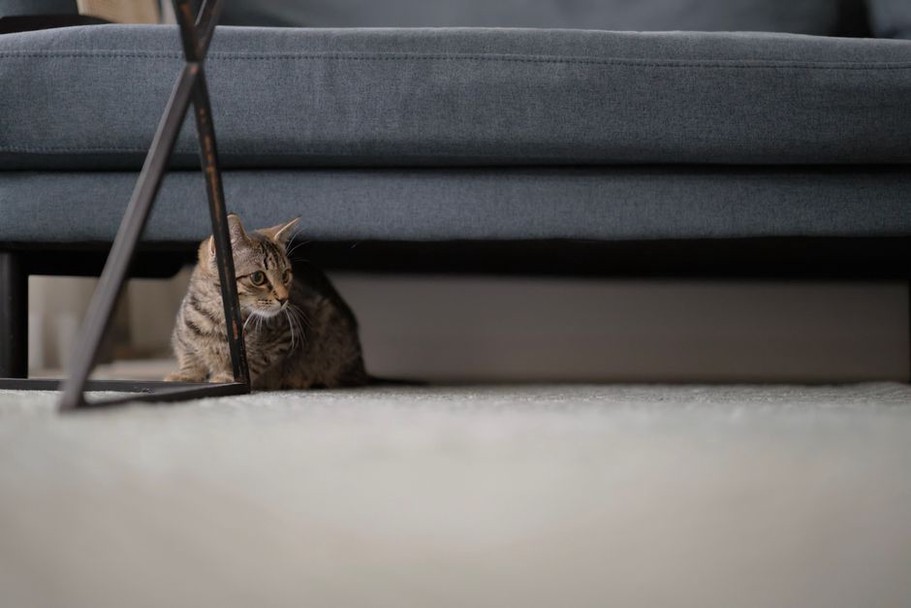Un chat observe calmement la pièce depuis le canapé