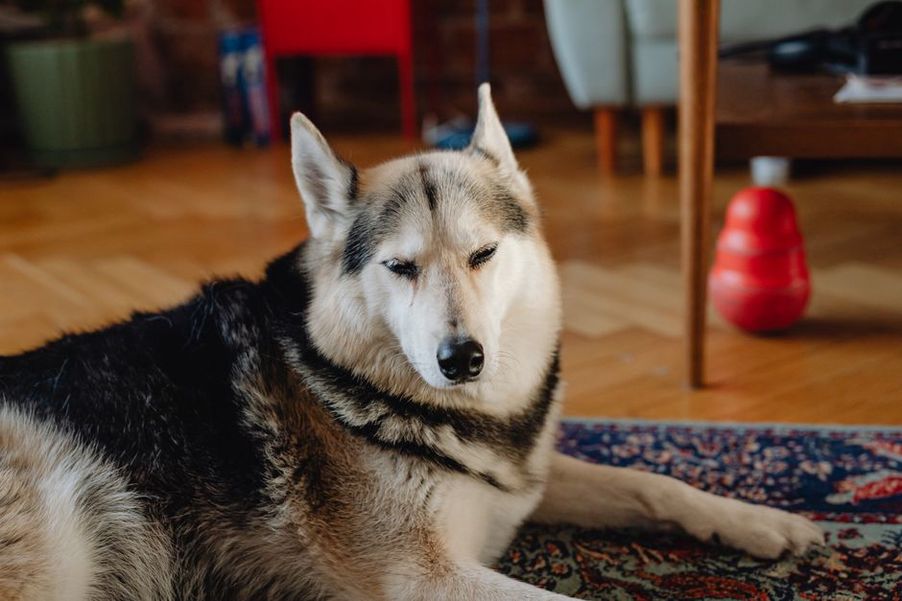 Un chien se repose près d’une enceinte éteinte