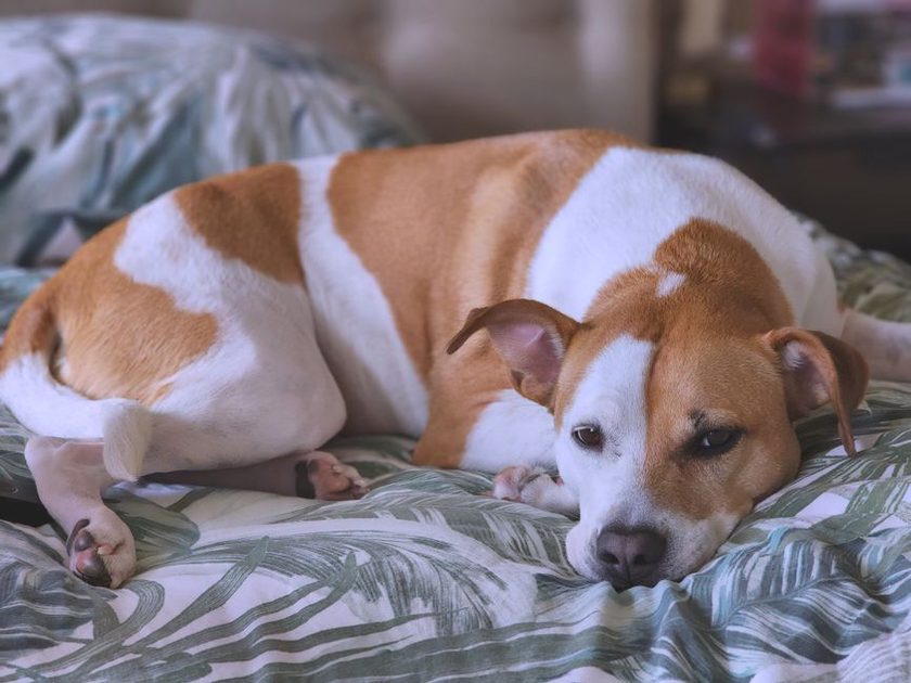Un chien se repose dans son nouvel espace calme