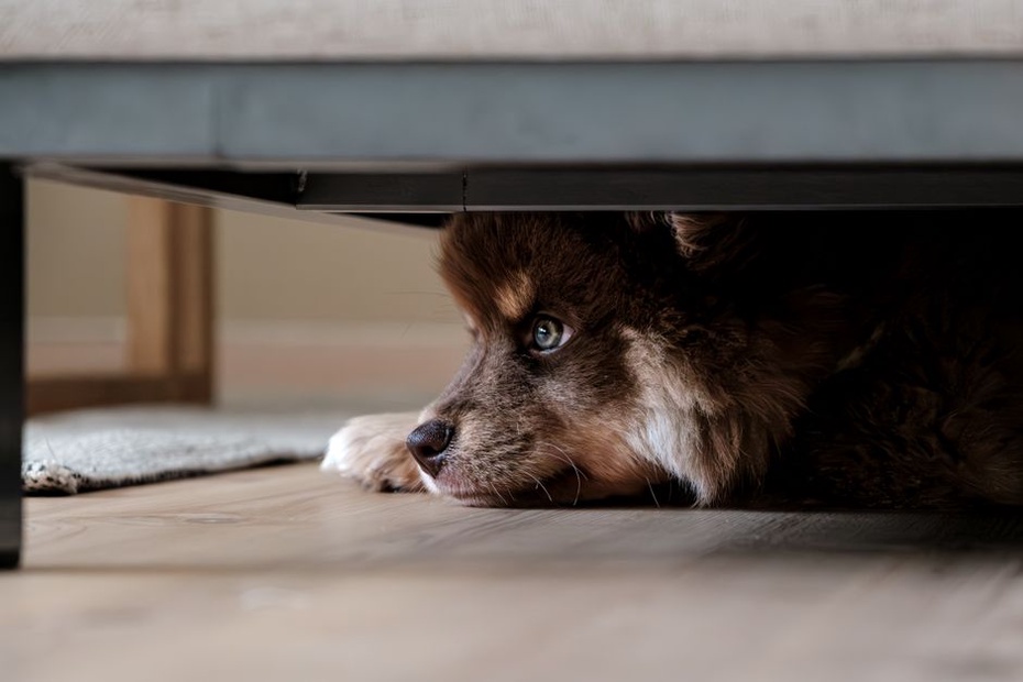 Un chien se repose dans un espace calme
