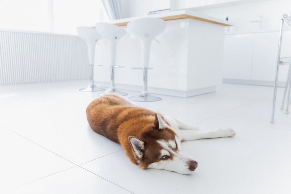 Plan d’un logement indiquant un espace calme pour le chien